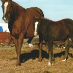 Brownie Mare with Colt