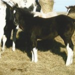 Fancy's Colt