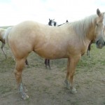 Miss Connie's 2012 Filly