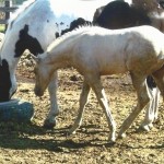 Miss Continental with 2014 Filly