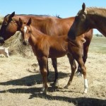 My Blackburn Doll's Colt