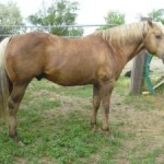 Palomino Stud Piper