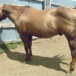 Palomino Stud Piper