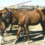 Colonels Sugar Frost's Filly Asking $500.00
