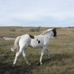 Brownie Mares Colt