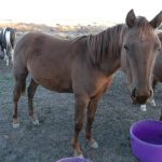 Button's Yearling Filly