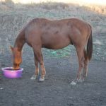 Button Mare Yearling Filly