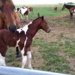 My Blackburn Dolls Colt