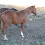 My Blackburn Dolls Colt Yearling