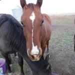 Doll's Colt Yearling