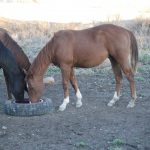 dolls-colt-yearling-with-bay-girls-filly