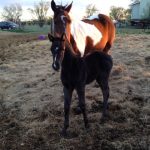 Chance's Black Filly