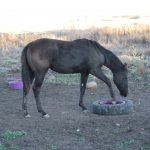 Bay Girls Black Filly Yearling