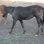 Bay Girl Black Filly Yearling