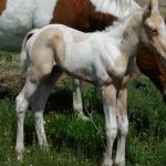 Rangers Tuff Luk Palomino Paint Colt