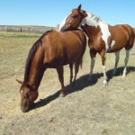 Two Dot's 5 Year Old Gelding, Three Quarter Guy