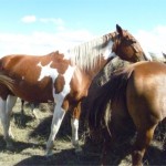 Two Dot's 5 Year Old Gelding