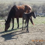 More of Big Bay Girl's Filly