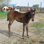 Bay Girl's Black Filly