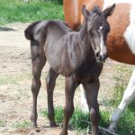 Chances Black Filly