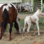 Chance's Palomino Colt Foal