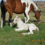 Chance's Palomino Colt Sold