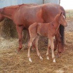 Colonel Sugar Frost Foal