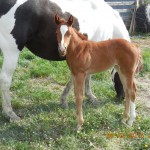 Miss Continental's Sorrel Filly