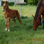 My Blackburn Doll's Sorrel Colt