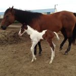 Bay Girl's Colt