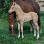 Palomino Colt One