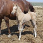 Peta's Palomino Colt