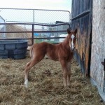 Big Lisa's (Sky) Colt