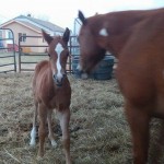 Big Lisa AKA Sky's Colt