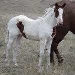 Rangers Splash Mares Filly