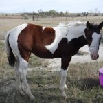 Colonels Sugar Frost Filly