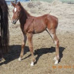 Colonel Sugar Frost's Colt - taken May 2015