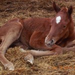 Sugar Frost's 2015 Foal