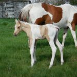 Tuf Luk Palomino Colt Sold