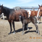 Big Bay Girl's Black Filly