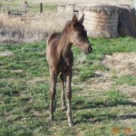 Black Filly - May 2015