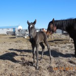 The Big Bay Girl's Filly