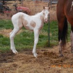 Chance's Colt