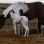 Chance's Colt taken May 2015