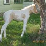 Chance's Colt