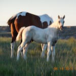 Chance's Colt Updated