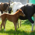 Miss Continental's Sorrel Filly - Asking $350.00
