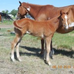 Skys Sorrel Colt Updated