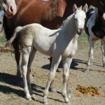 Brownie's Palomino Filly Sold