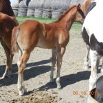 Updated Sorrel Filly Picture